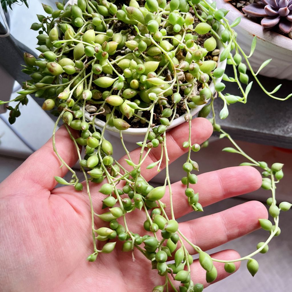 Senecio herreianus - Rosario planta