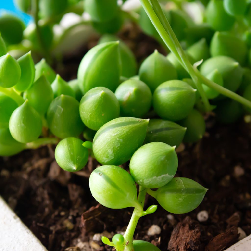 Senecio herreianus - Rosario planta