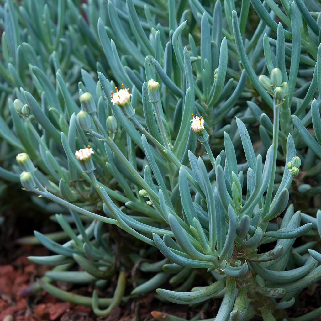 Senecio serpens - Plante succulente