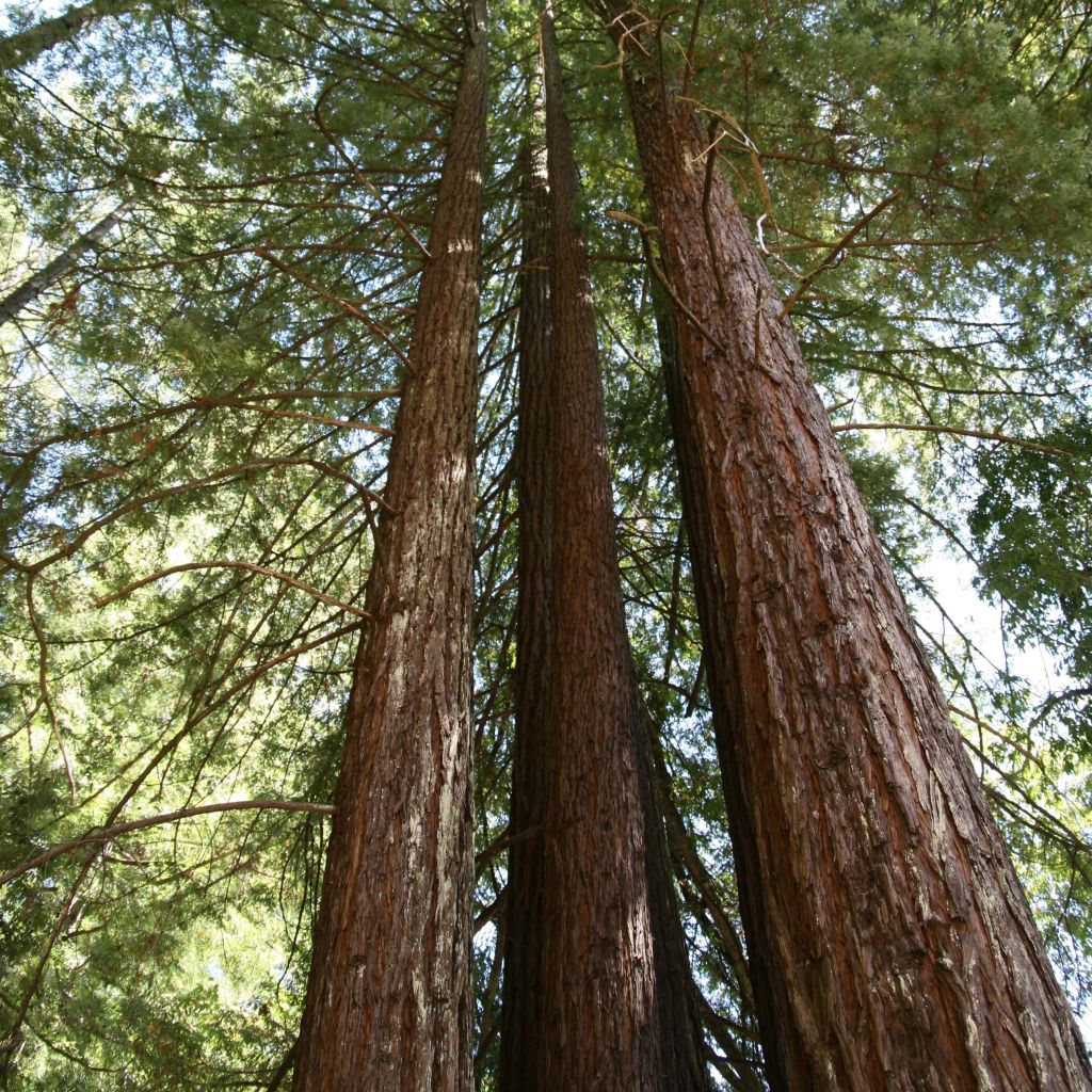 Sequoia sempervirens - Secuoya