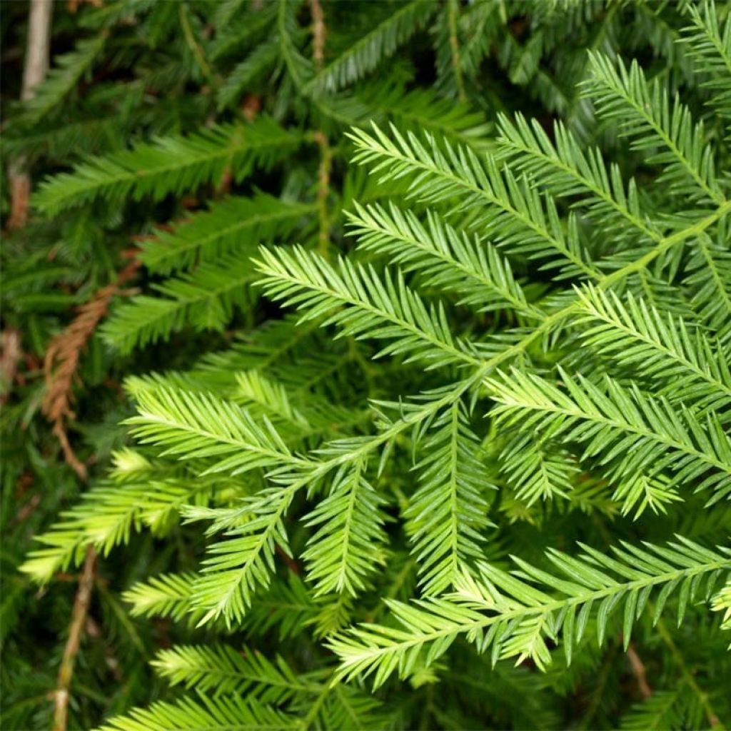 Sequoia sempervirens - Secuoya