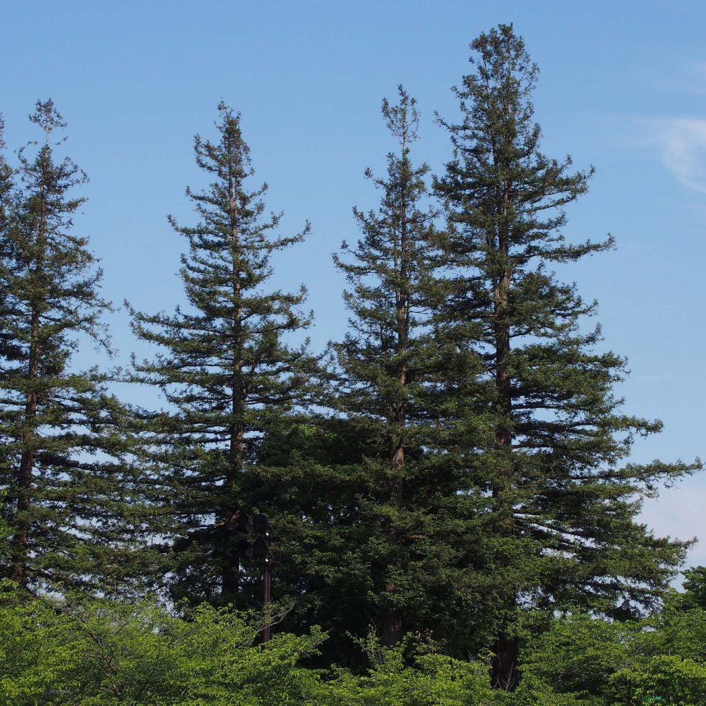 Sequoia sempervirens - Secuoya