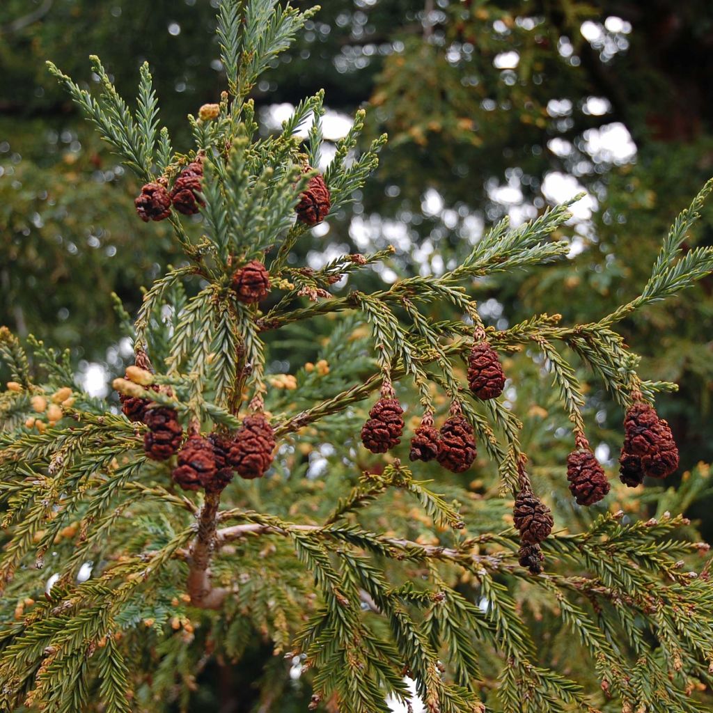 Sequoia sempervirens - Secuoya