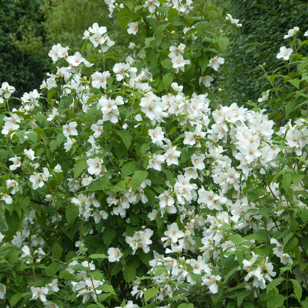 Philadelphus Beauclerk - Celinda
