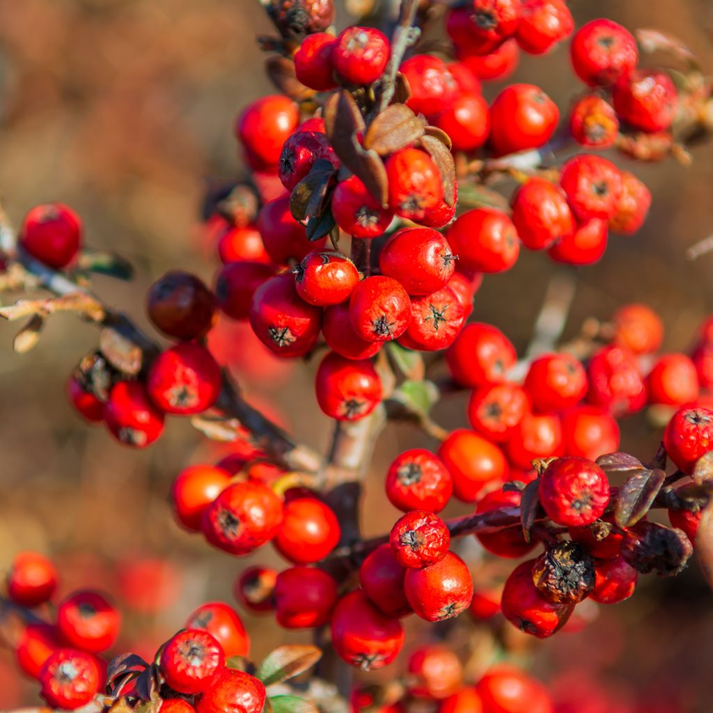 Búfalo plateado - Shepherdia argentea