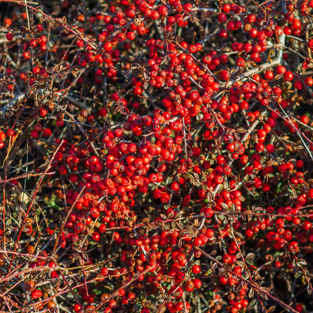 Búfalo plateado - Shepherdia argentea