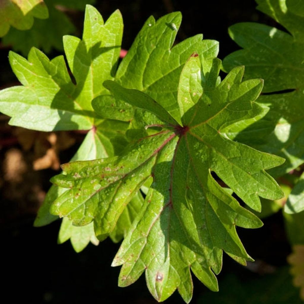 Sidalcea candida