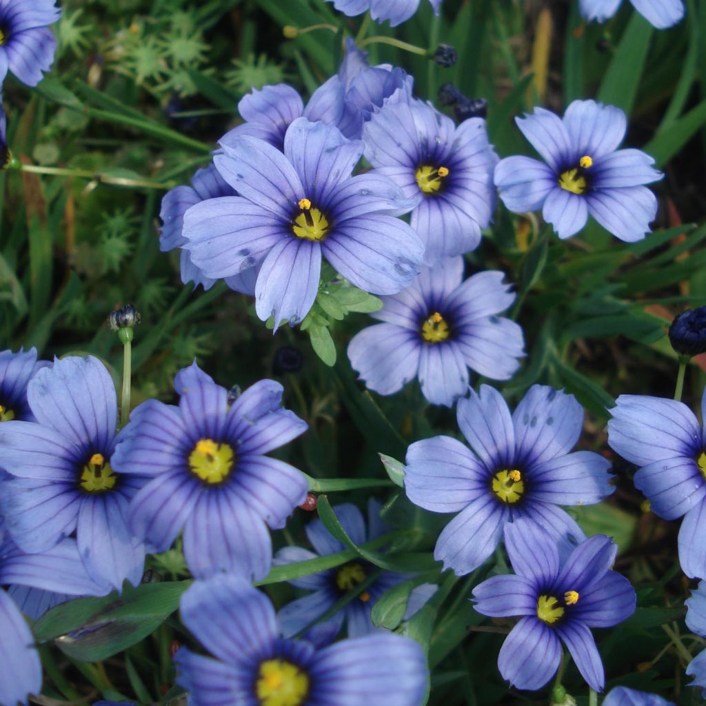 Sisyrinchium bellum - Ojo azul