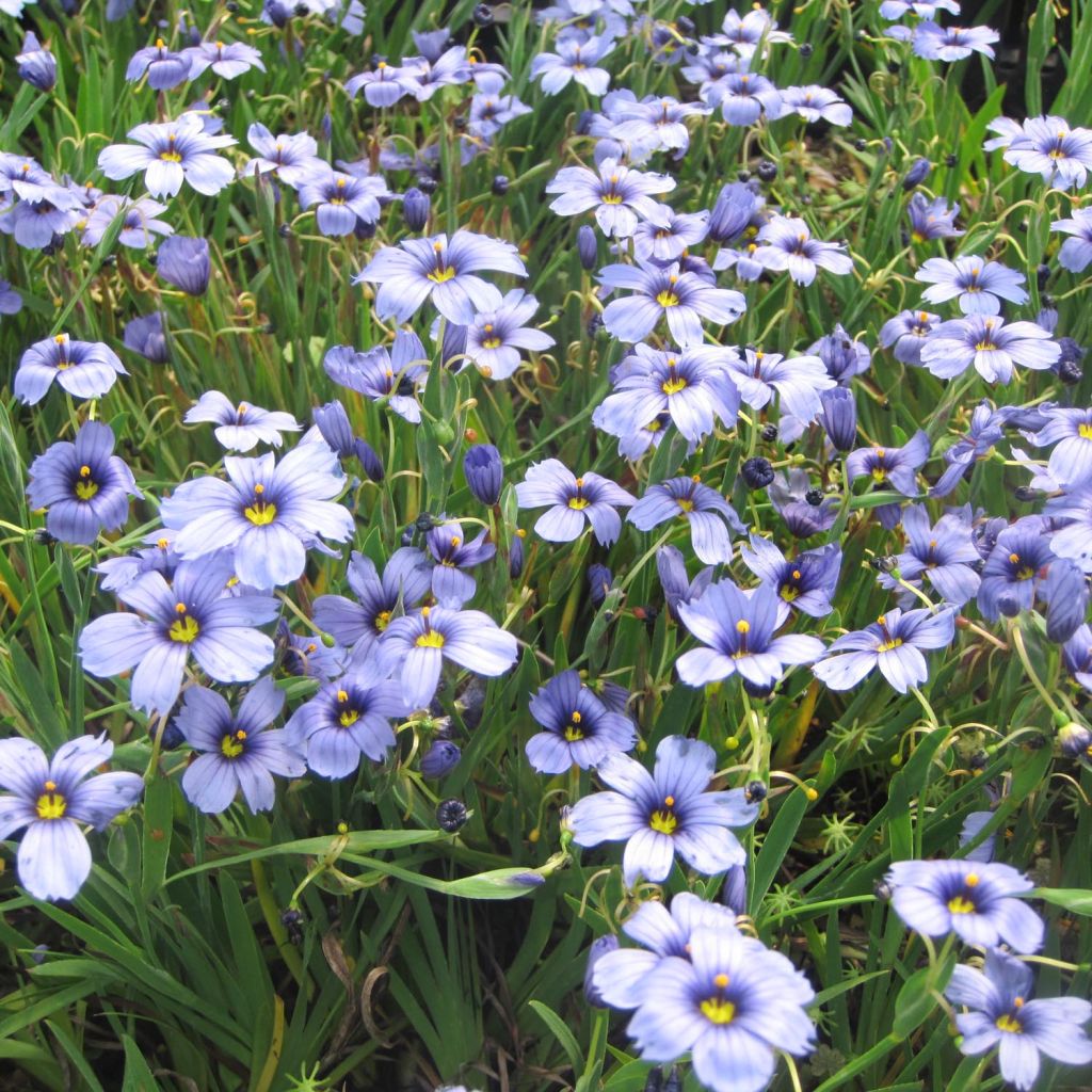 Sisyrinchium bellum - Ojo azul
