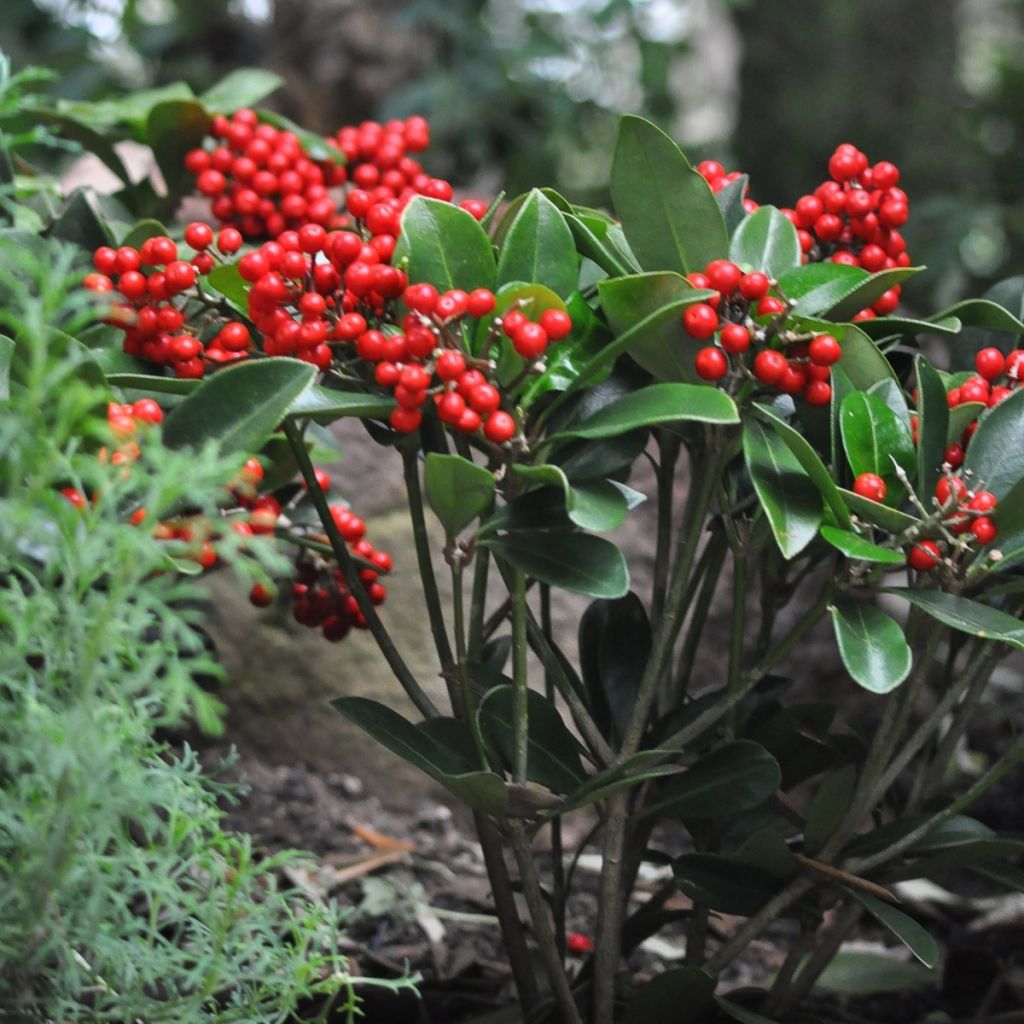 Skimmia japonica Temptation - Esquimia