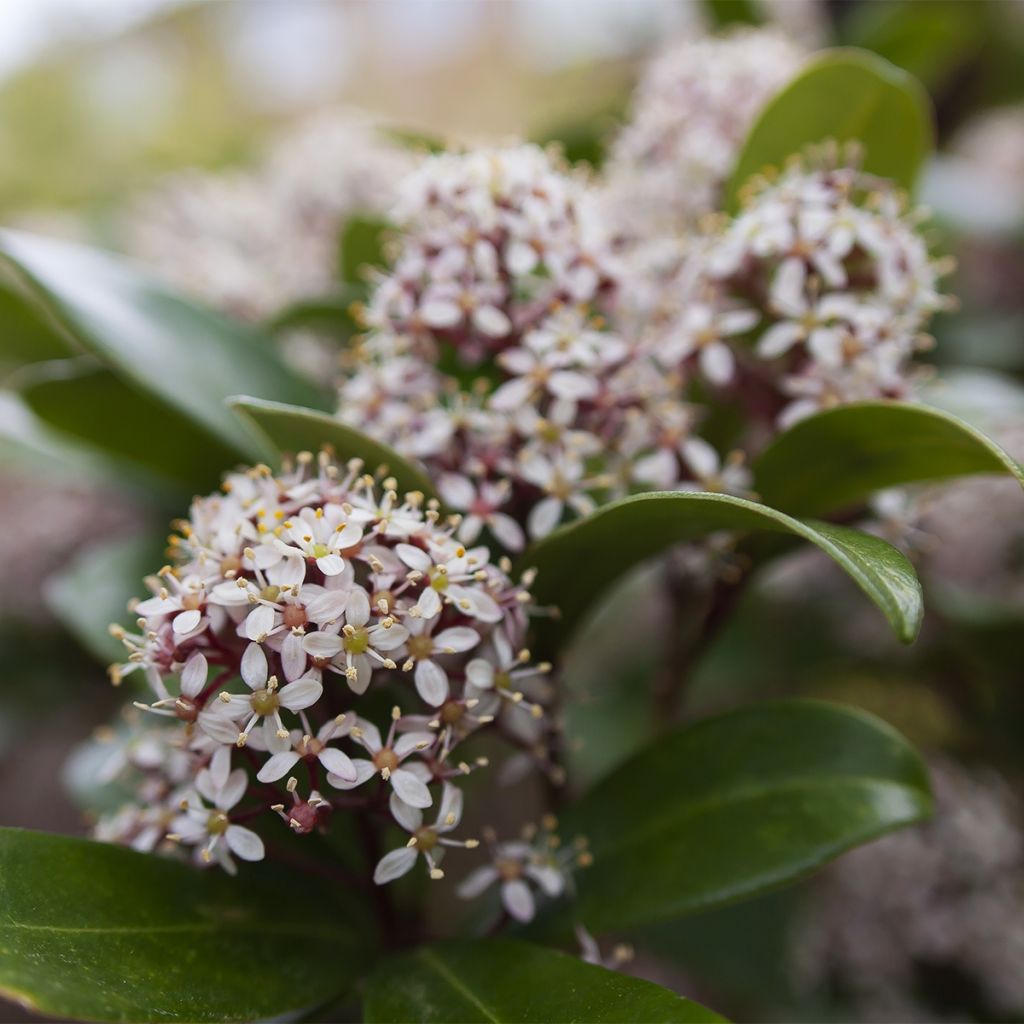 Skimmia japonica Godrie's Dwarf - Esquimia