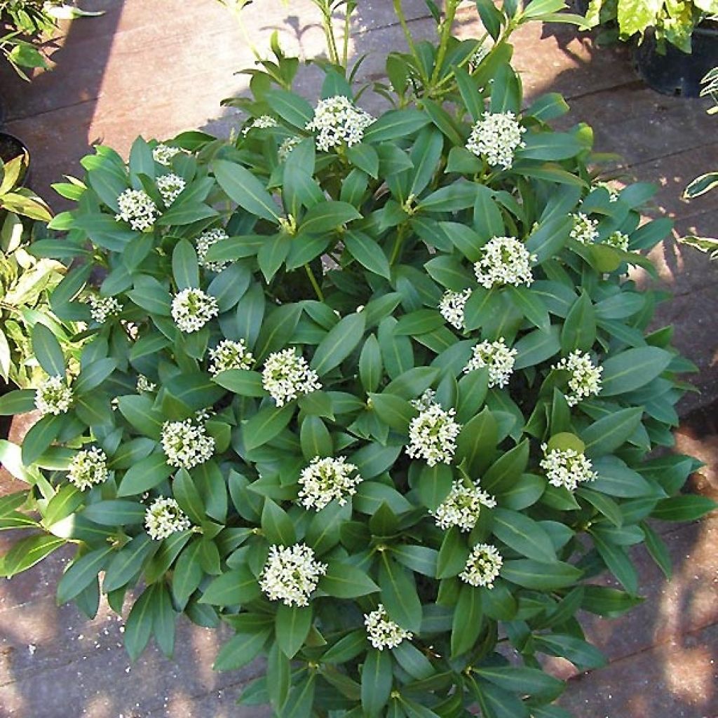 Skimmia japonica Kew White - Esquimia