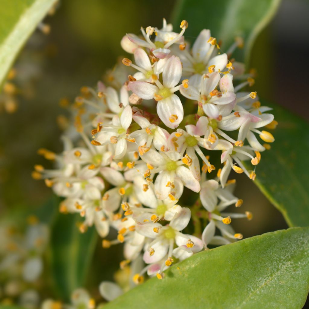 Skimmia japonica Marlot - Esquimia