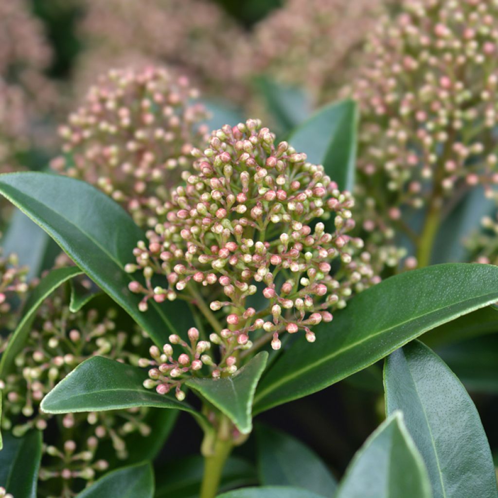 Skimmia japonica Marlot - Esquimia