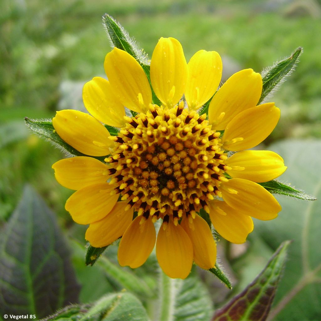 Yacón Red - Smallanthus sonchifolius