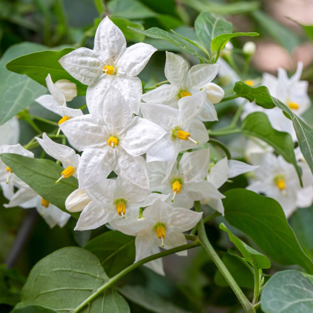 Solanum jasminoides - Falso Jazmín