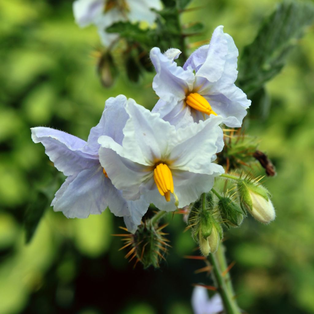 Solanum sisymbriifolium Starbenas - Tomate-lichi, Espina colorada