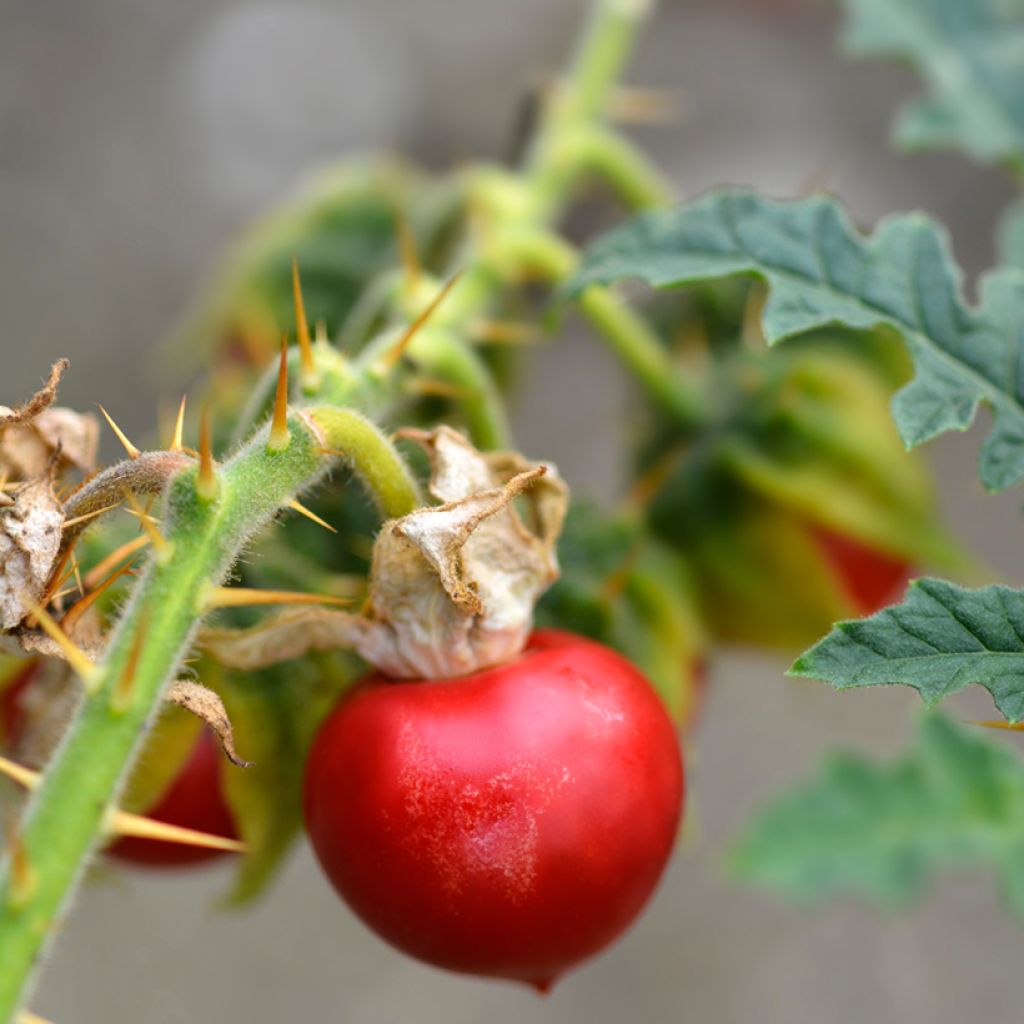 Solanum sisymbriifolium Starbenas - Tomate-lichi, Espina colorada