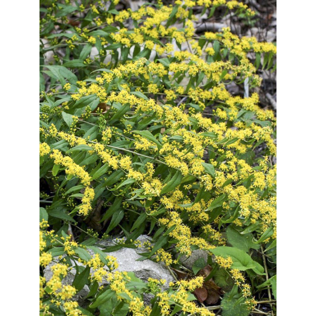 Solidago caesia - Vara de oro