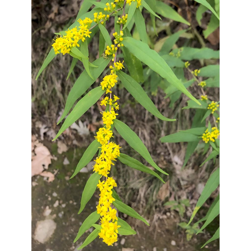 Solidago caesia - Vara de oro