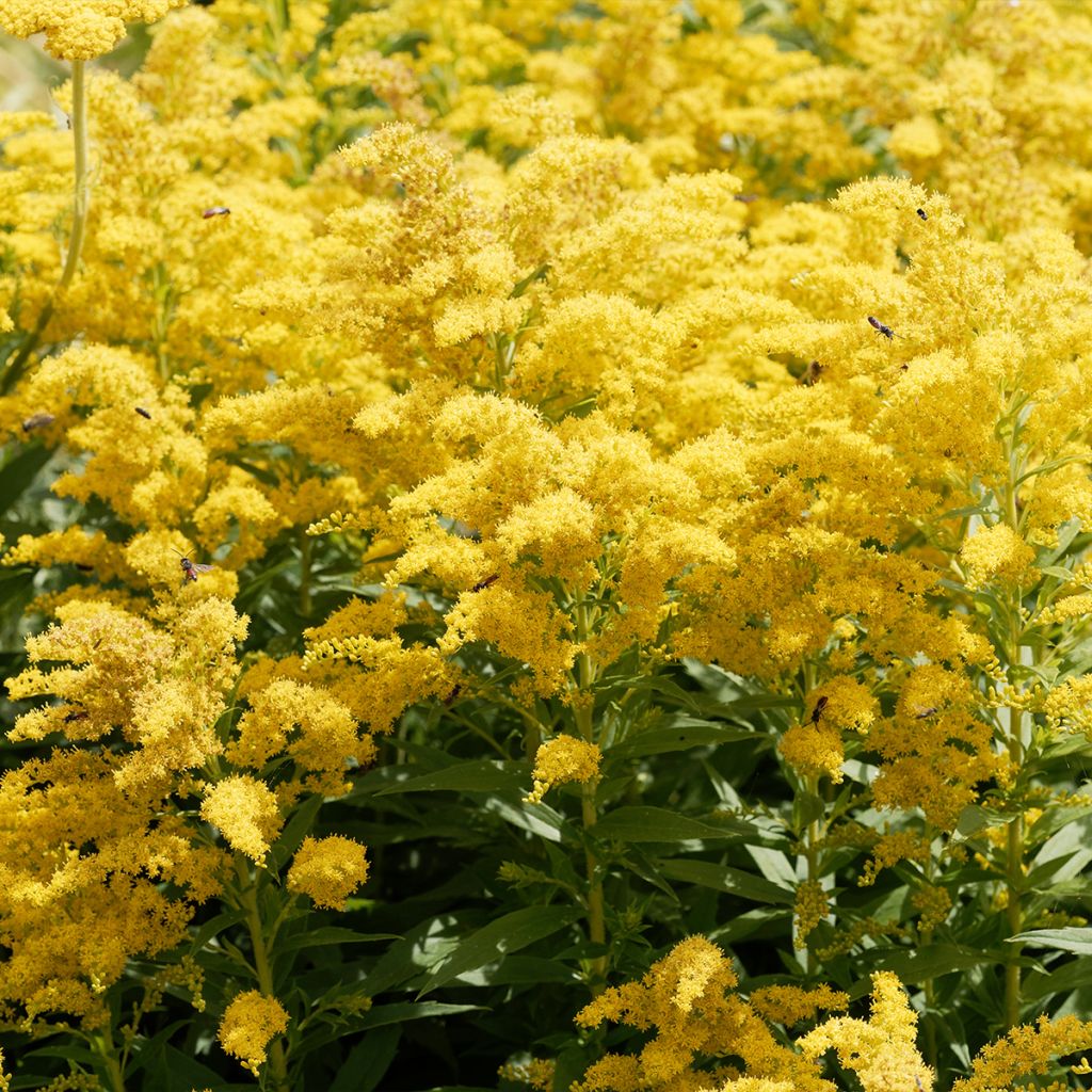 Solidago canadensis Golden Baby - Vara de oro