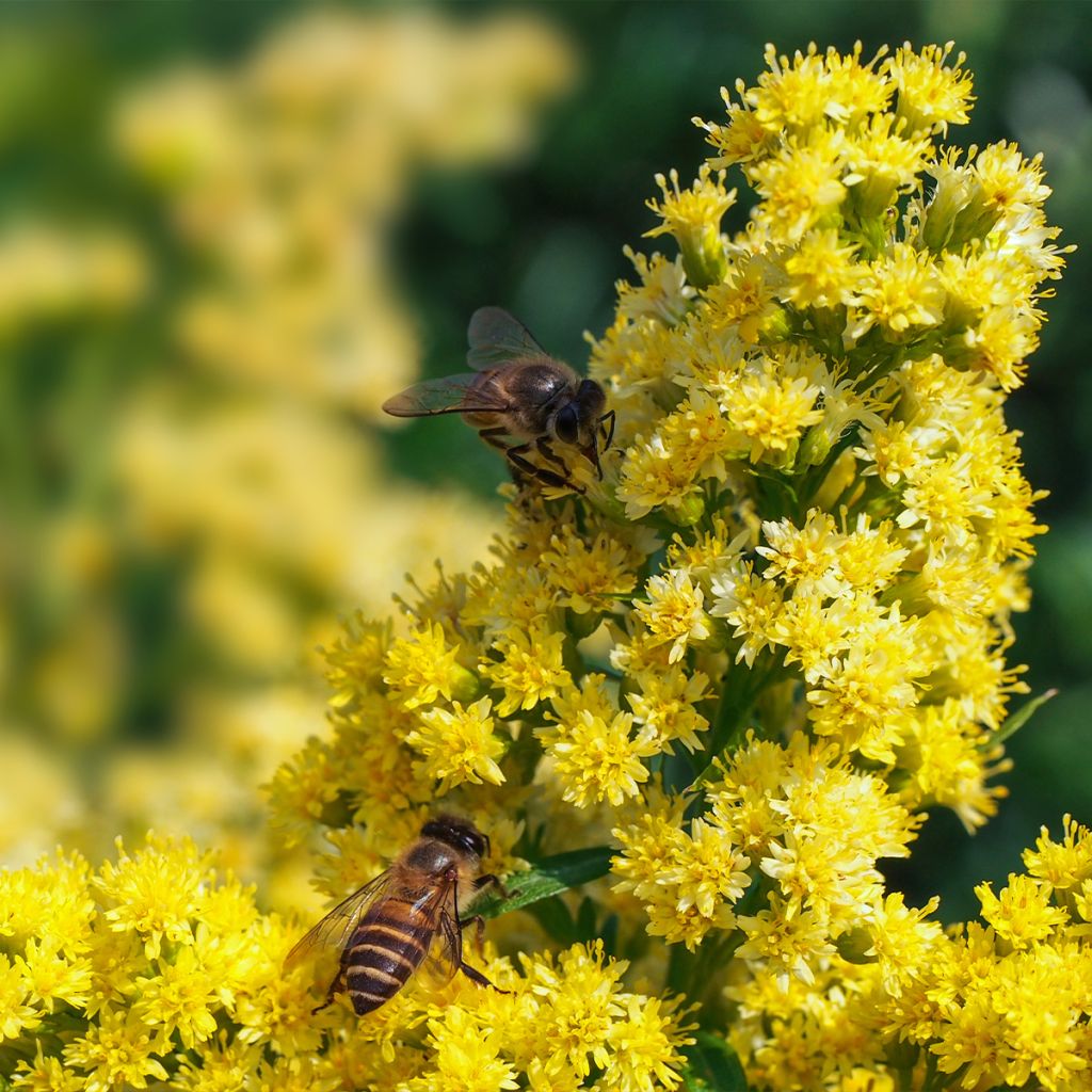 Solidago canadensis Golden Baby - Vara de oro