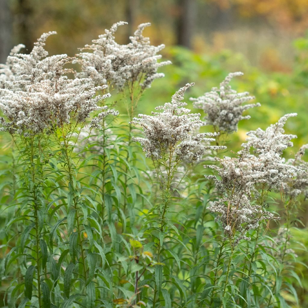 Solidago canadensis Golden Baby - Vara de oro