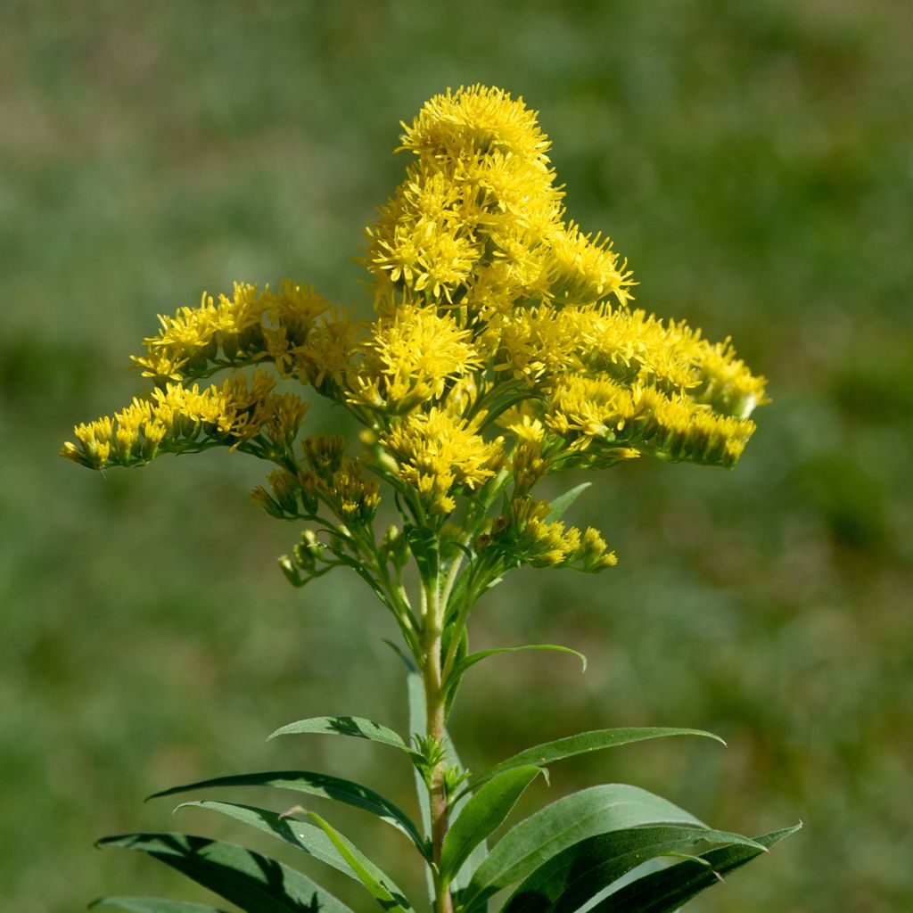 Solidago canadensis Golden Baby - Vara de oro