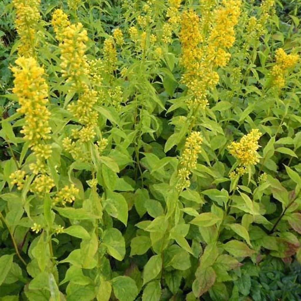Solidago flexicaulis Variegata - Verge d'or Variegata