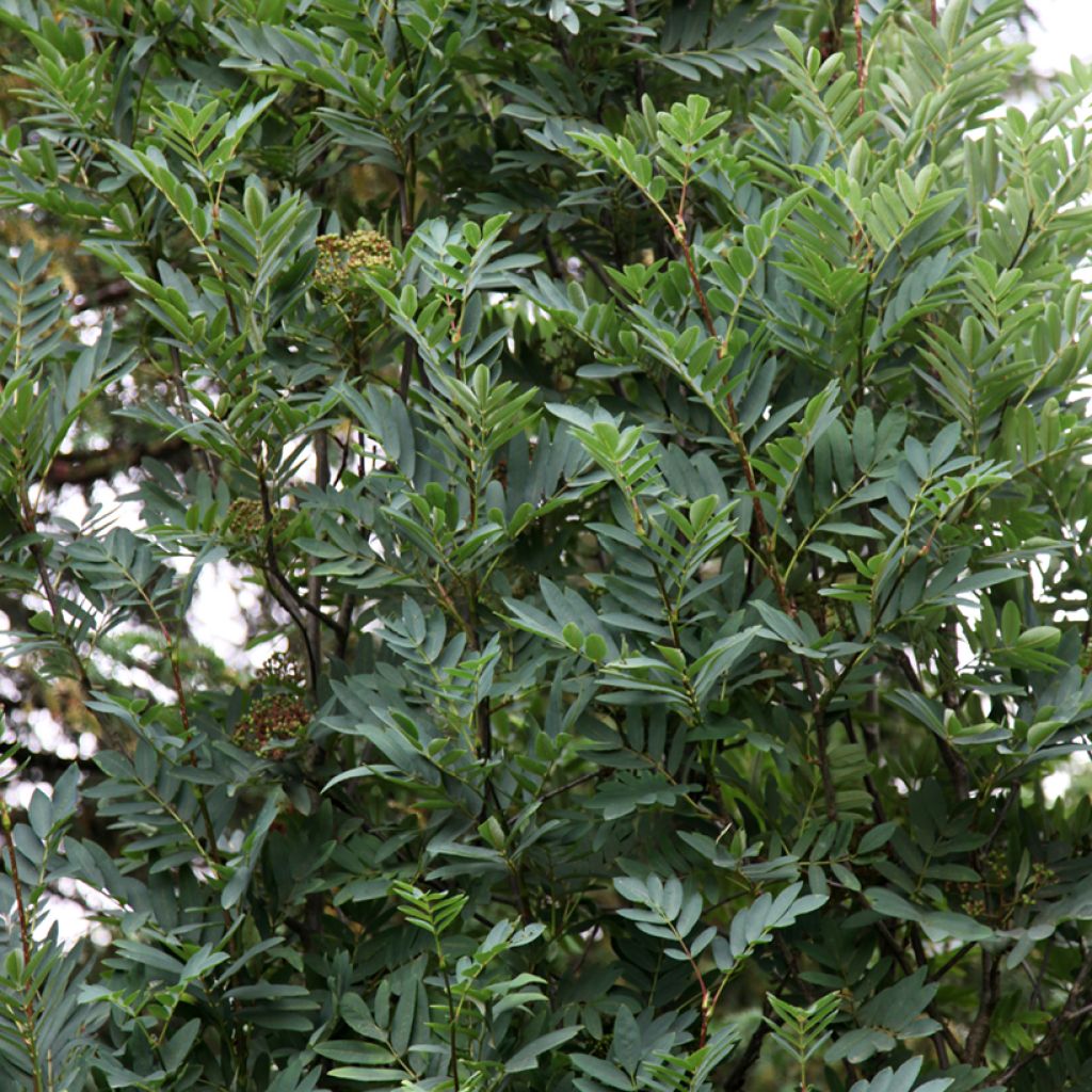 Sorbus Leonard Messel - Serbal