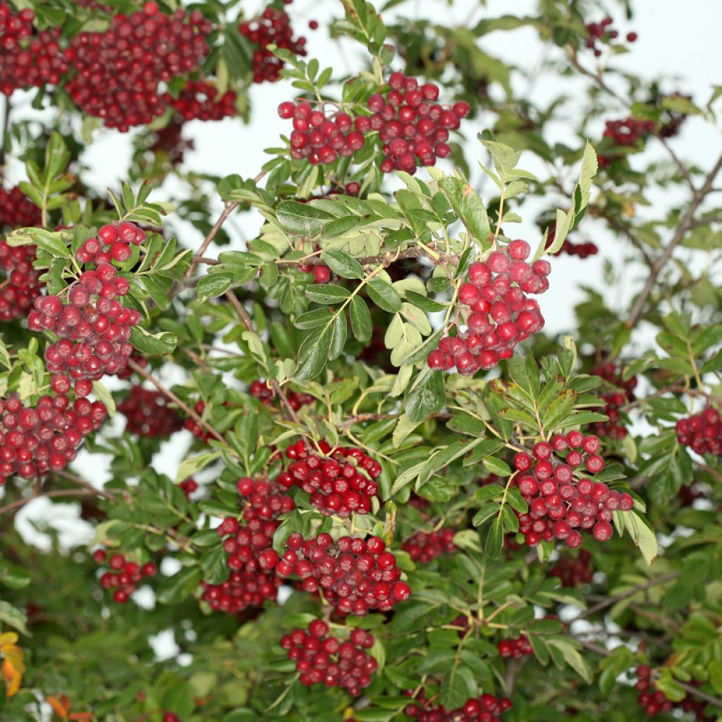 Sorbus Rubinowaja - Serbal