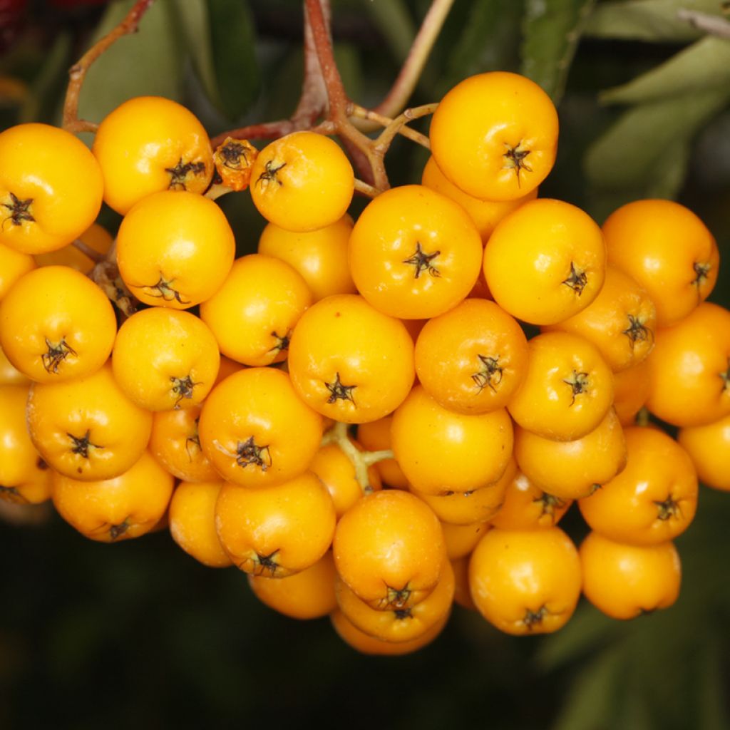 Sorbus x arnoldiana Copper Glow - Serbal