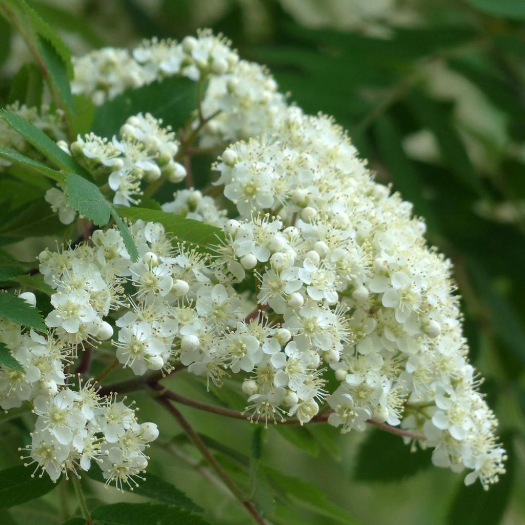 Sorbus aucuparia Autumn Spire - Serbal de cazadores