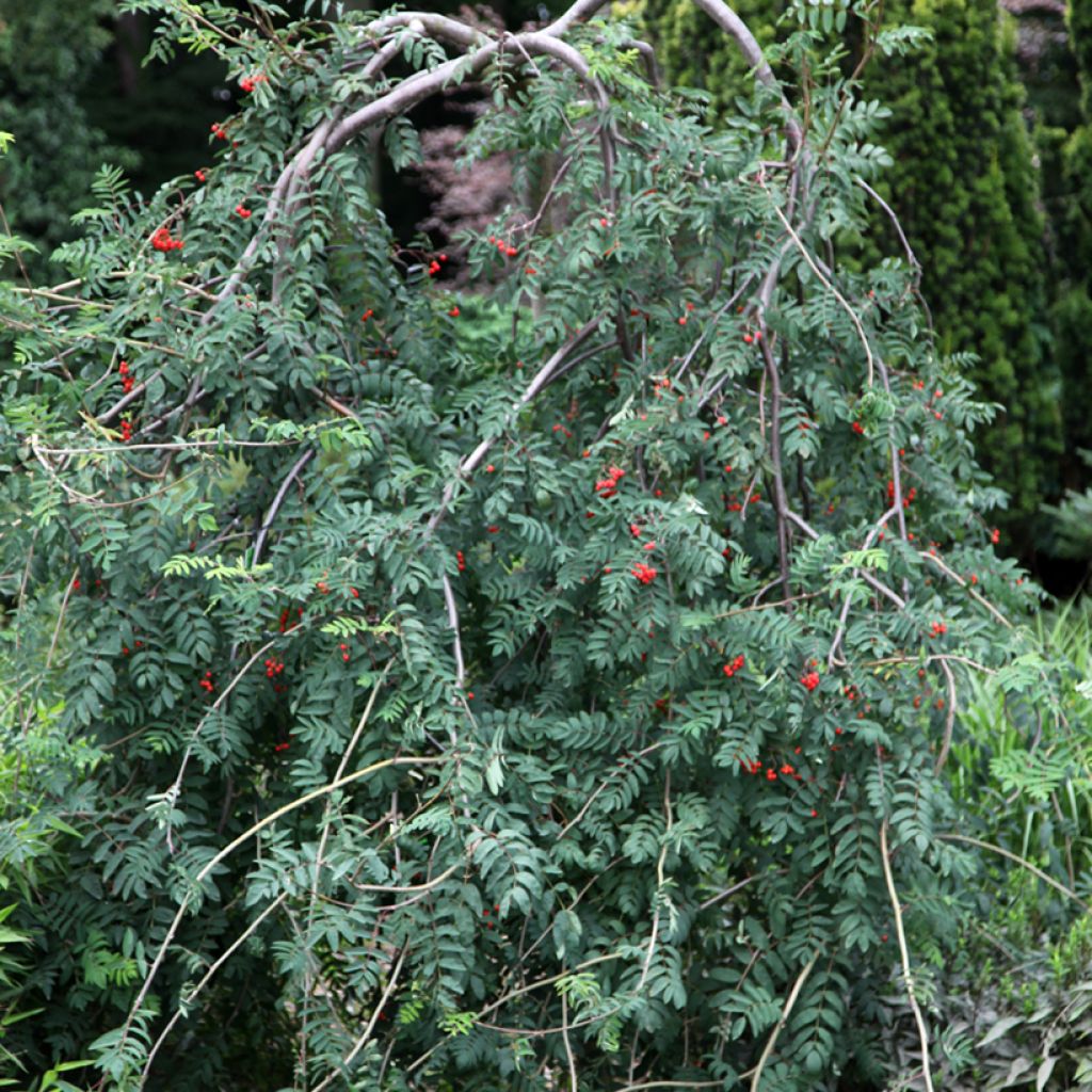 Sorbus aucuparia Pendula - Serbal de cazadores