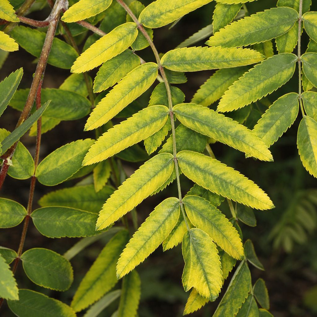 Sorbus aucuparia Pendula Variegata - Serbal de cazadores