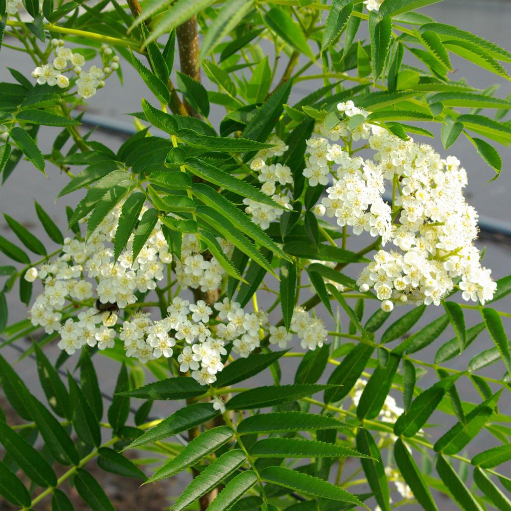Sorbus wilfordii - Serbal