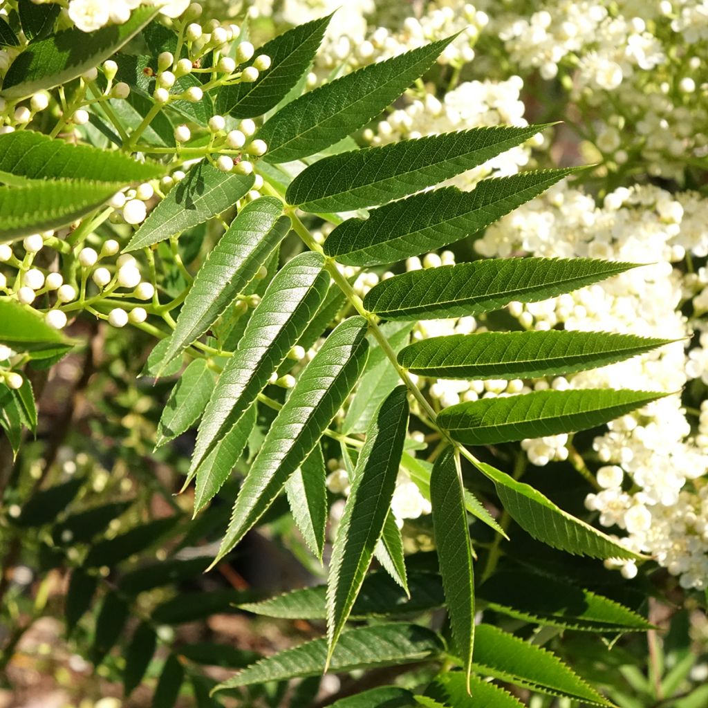 Sorbus wilfordii - Serbal