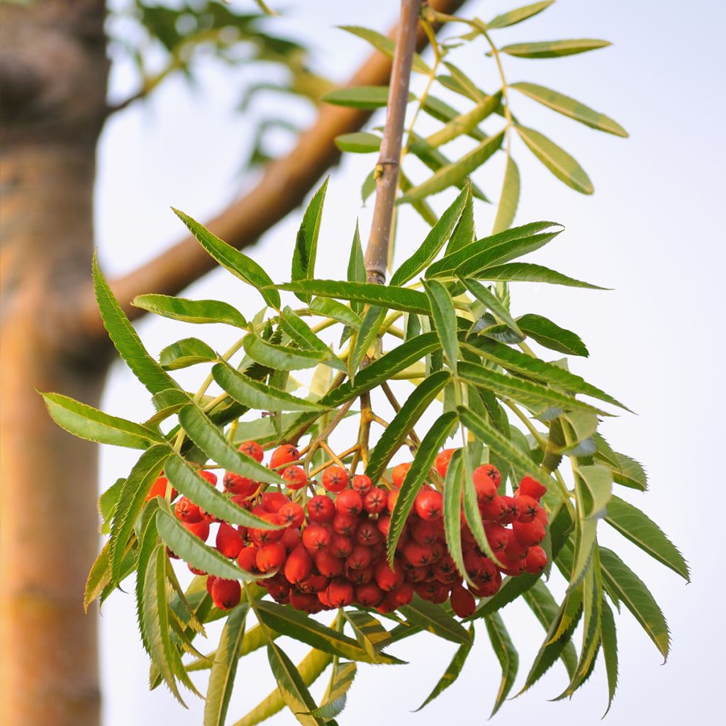 Sorbus wilfordii - Serbal