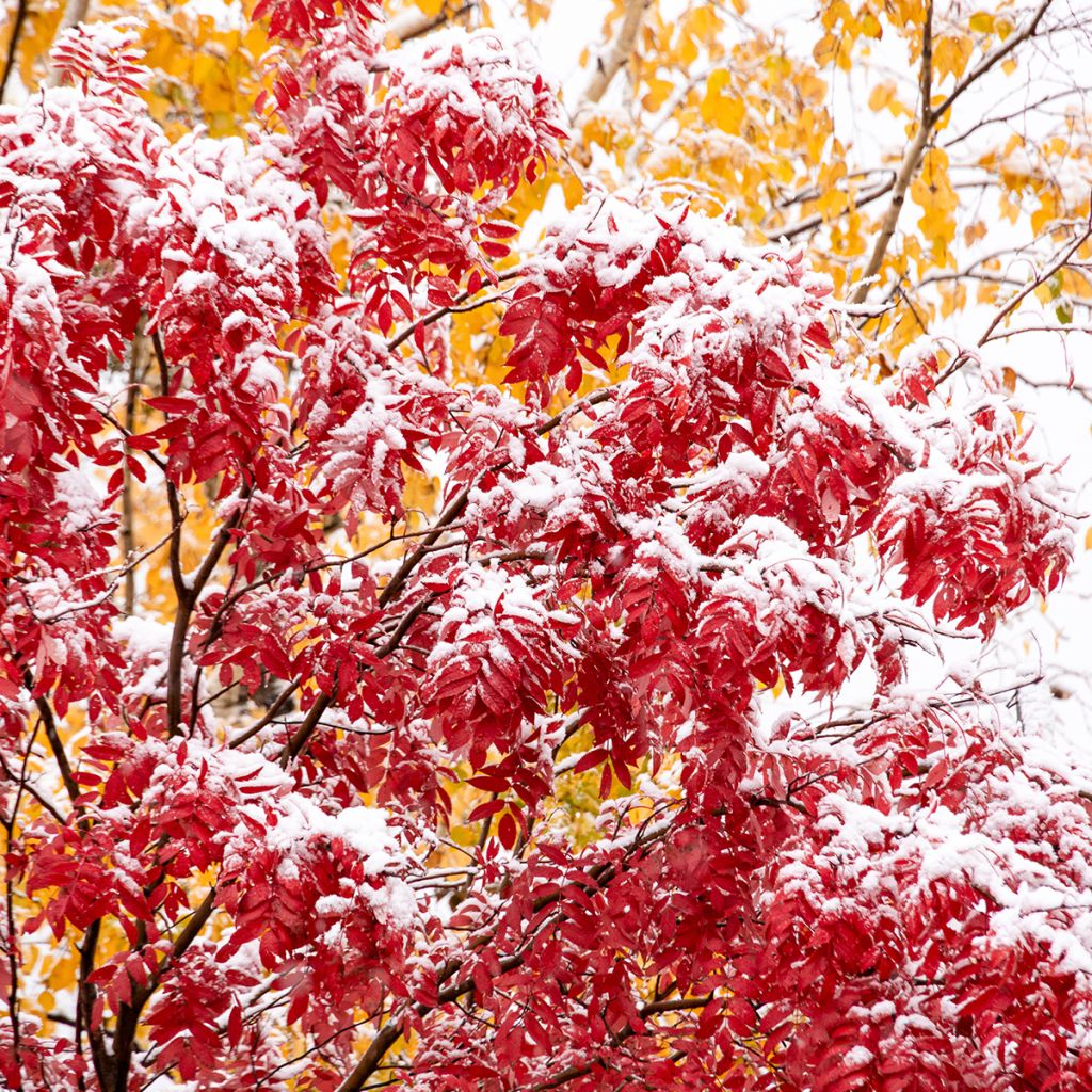 Sorbus wilfordii - Serbal