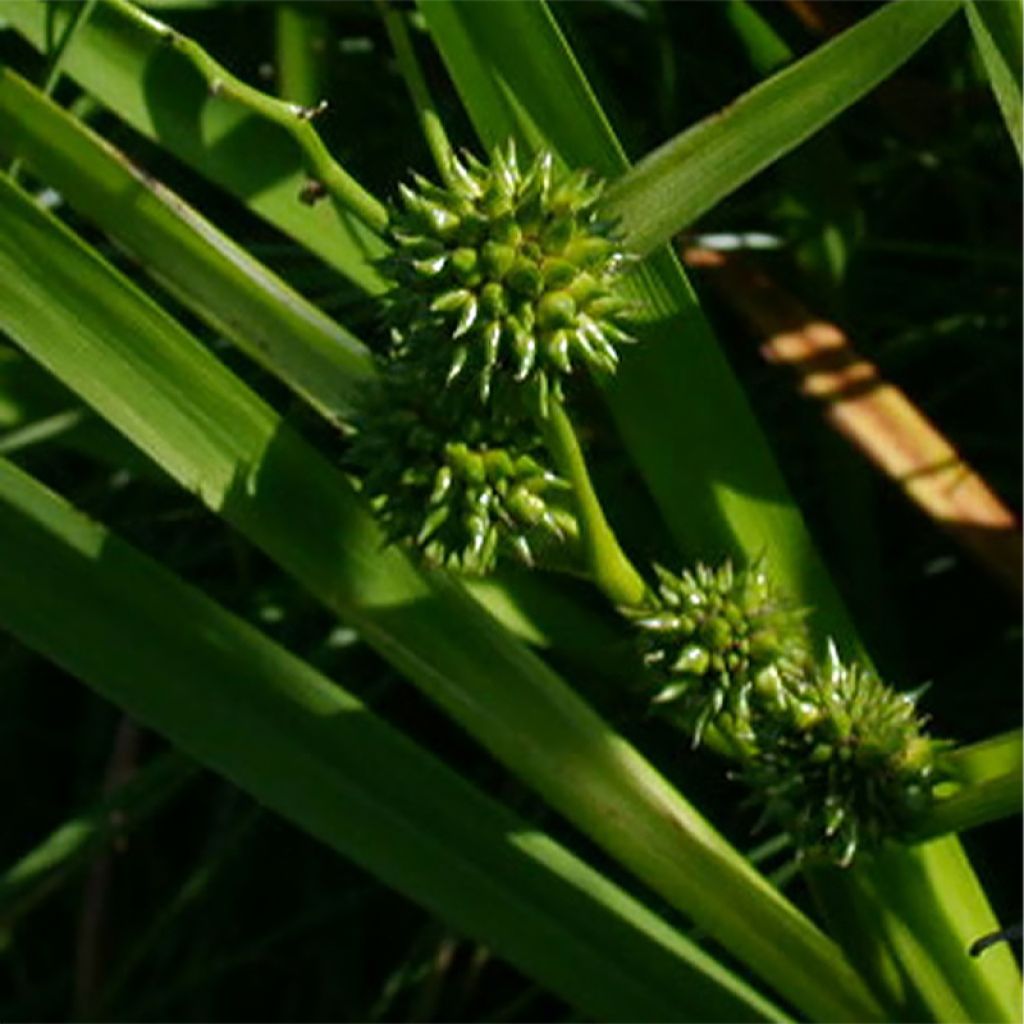 Sparganium erectum