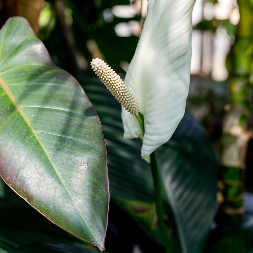 Spathiphyllum Sensation