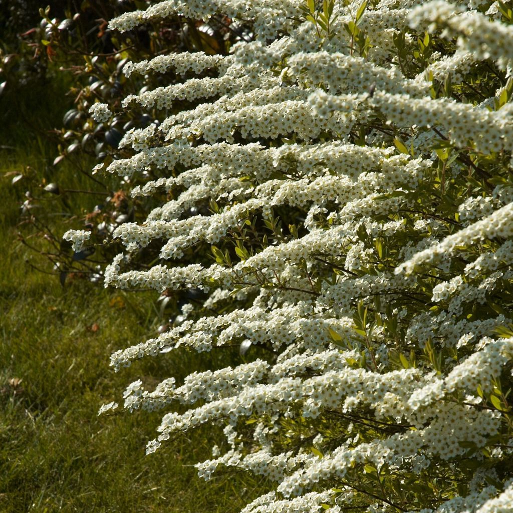 Espirea cinerea Grefsheim