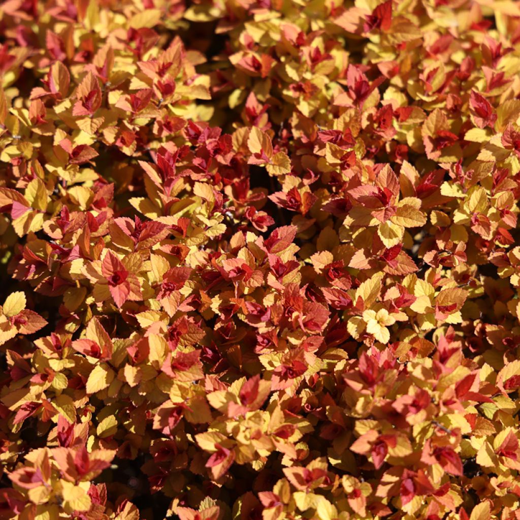 Espirea japonica Merlo Gold - Espirea del Japón