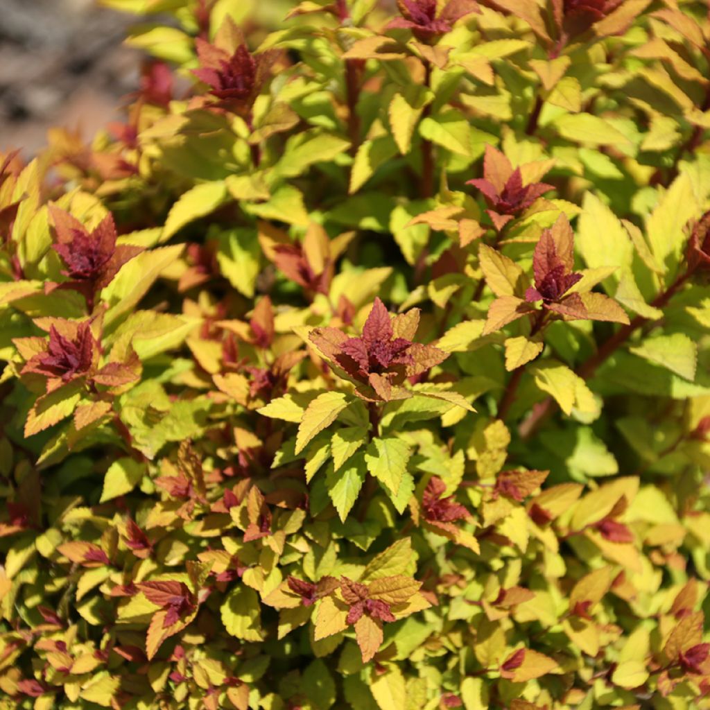Espirea japonica Merlo Gold - Espirea del Japón