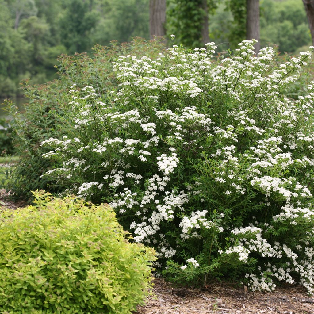 Spiraea nipponica Wedding Cake - Espirea
