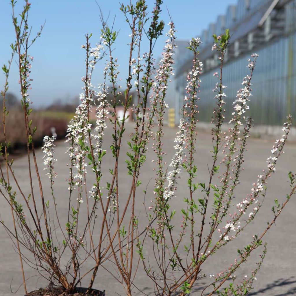 Espirea thunbergii Fujino Pink