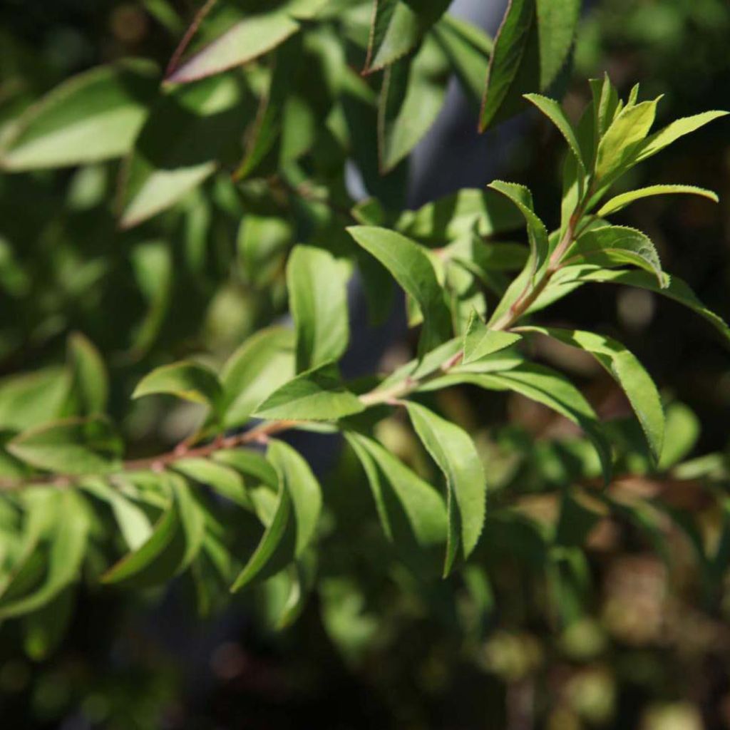 Espirea thunbergii Fujino Pink