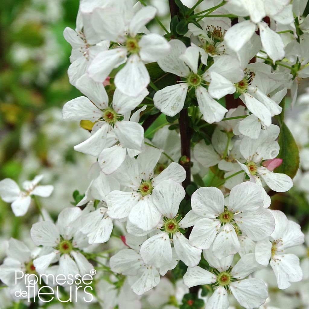 Espirea thunbergii Fujino Pink