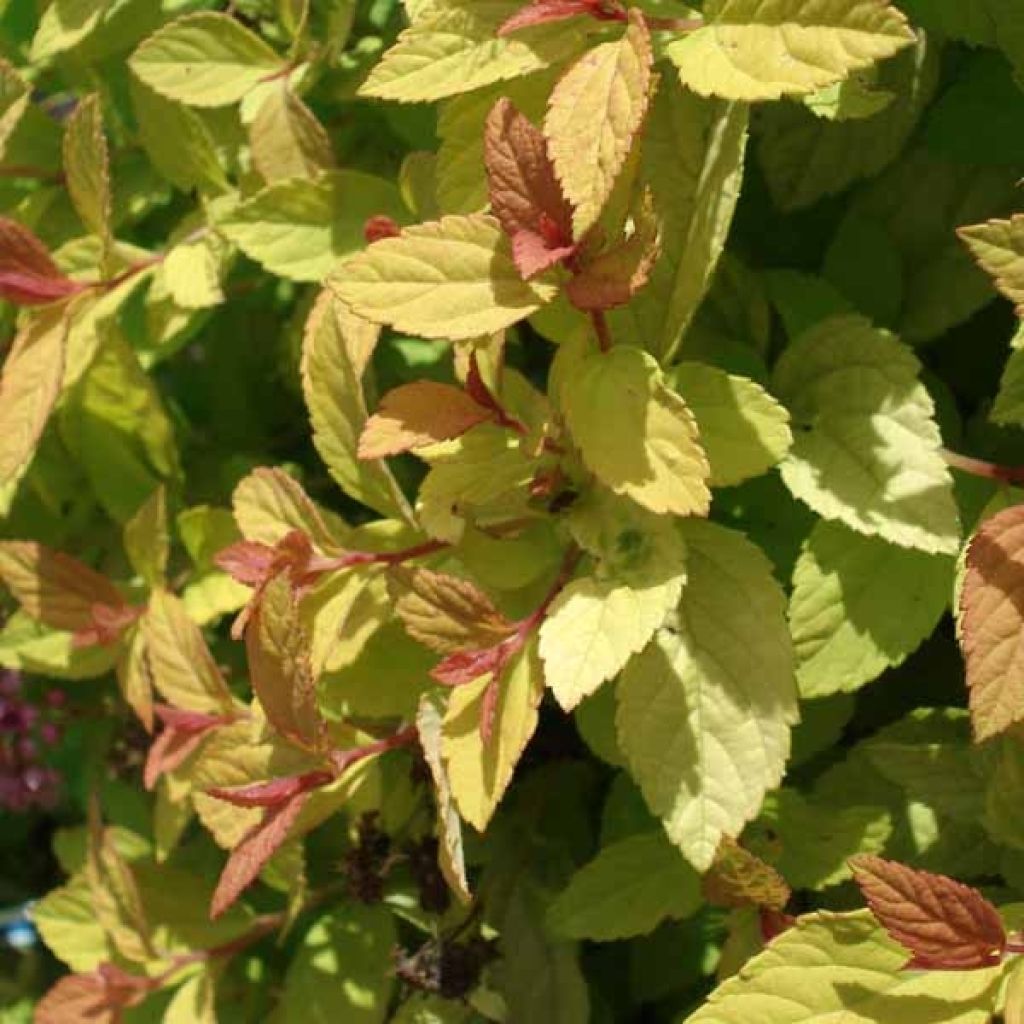 Espirea japonica Golden Princess - Espirea del Japón