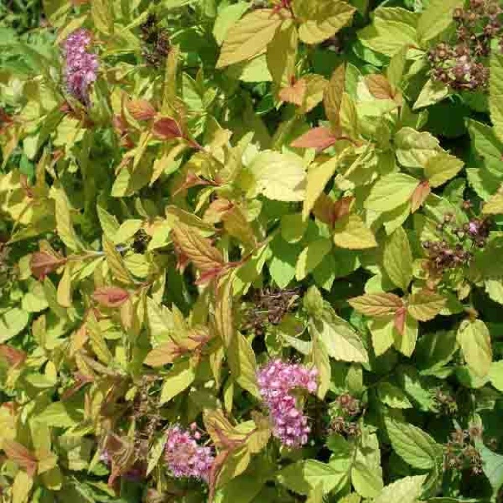 Espirea japonica Golden Princess - Espirea del Japón